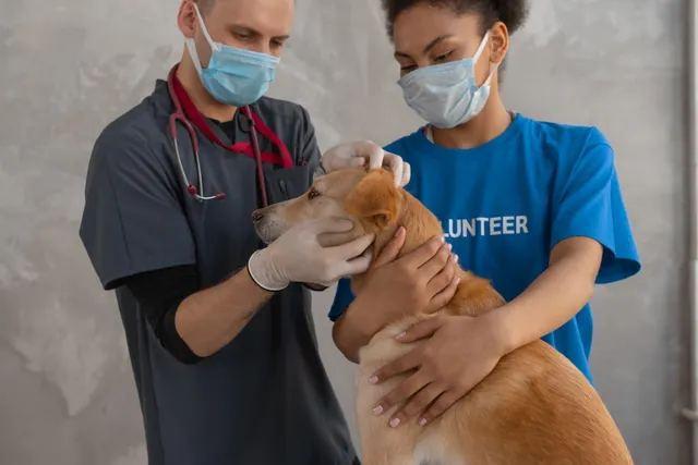 İki veteriner hekim acil durumdaki köpeğe müdahale ediyor