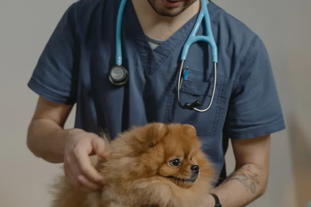 Veteriner hekim aşı öncesi pomeranian köpeği kucağında tutuyor