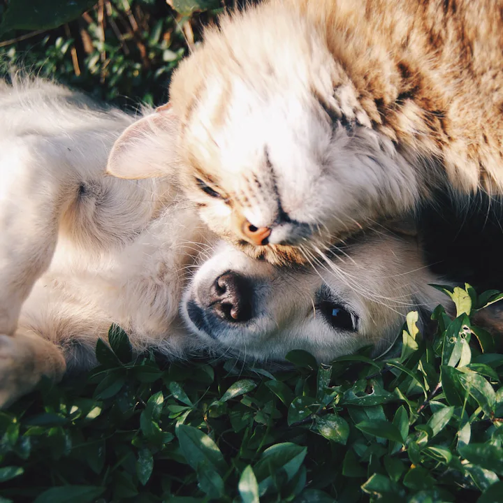 Esenyurt Can-Öz Veteriner – birlikte uzanan sağlıklı kedi ve köpek
