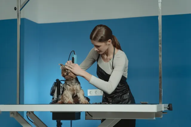 Tıraş masasında makineyle tıraş edilen Yorkshire Terrier