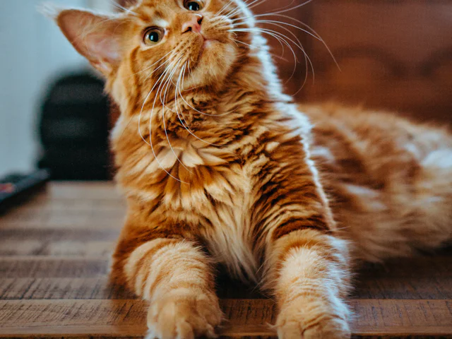 Sağlıklı turuncu tekir kedi
