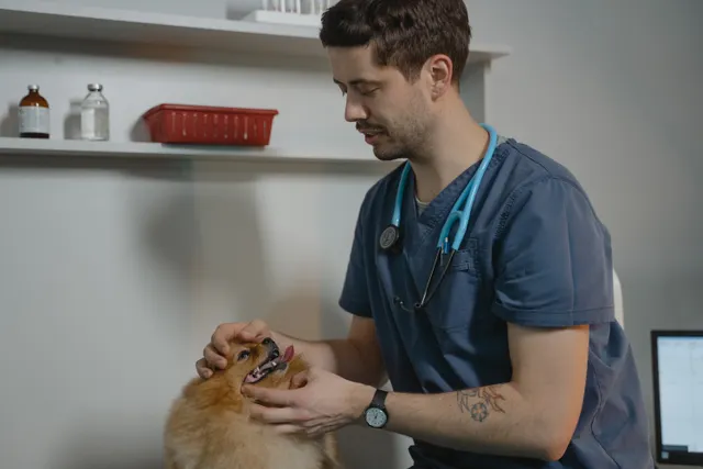 Veteriner hekim küçük köpeği mikroçip uygulaması için kontrol ediyor